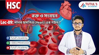 Lec09 হৃৎপিণ্ডের গঠন।Structure of Human Heart। Blood amp Circulation । HSC ।Tutuls Academy [upl. by Htebazila]