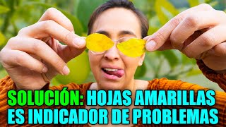 🍋 ¿Por qué las HOJAS de tu LIMONERO están AMARILLAS 🍂 5 SOLUCIONES [upl. by Adnalohs]