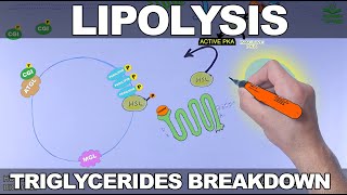 Lipolysis Pathway  Triglycerides Breakdown [upl. by Wendt]