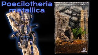 Gooty Sapphire Ornamental Tarantula Poecilotheria metallica Care Guide  Enclosure Set Up [upl. by Jarrad]