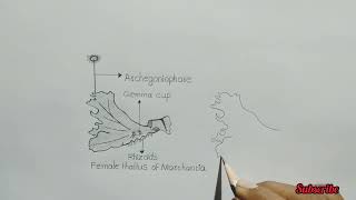 marchantia thallus  how to draw thallus of marchantia  female marchantia [upl. by Annasor]