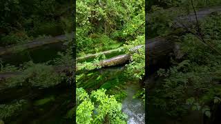 📍Hoh Rain Forest Olympic National Park WA shorts ytshorts couple shortsvideo [upl. by Anyr]