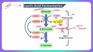 Fermentation [upl. by Ecined]