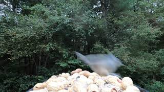 Tufted Titmice Blackcapped Chickadees Northern Cardinal [upl. by Nomael]