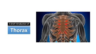 A brief introduction of the thorax Prof Dr Ashfaqur Rahman [upl. by Creedon]