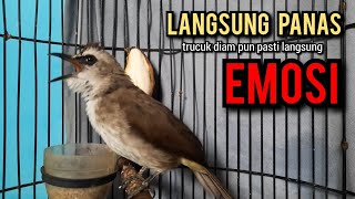 trucukan gacor ROPEL PANJANG buat pancingan trucukan agar bunyi jadikan burung trucuk gacor NYAUT [upl. by Alyacim]