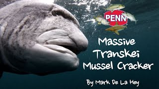 Massive Transkei Mussel Cracker Offshore [upl. by Maximilien]