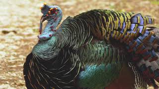 12 11 Ocellated Turkey [upl. by Strep]