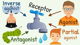 Agonist Partial Agonist Antagonist and Inverse Agonist for Receptors [upl. by Annahtur]