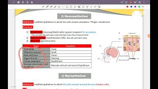 Epithelial Tissue المحاضرة الخامسة [upl. by Terra]