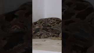 Indian rock python in temple 🛕 [upl. by Muryh]