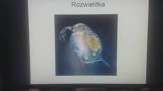 Skorupiaki stawonogi które mają twardy pancerz biologia klasa 6 [upl. by Liam]