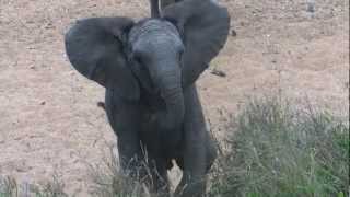 Baby elephant mock charges vehicle in Timbavati [upl. by Arbma]