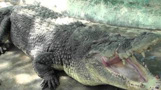 Up close with Pangil the Crocodile [upl. by Semadar342]