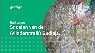 Snoeien van de Vlinderstruik Budleja [upl. by Yddor]