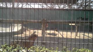 Tigers cage fight at zoo [upl. by Najar]