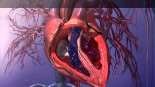 Cardiac Cycle LearnVisible Body [upl. by Garratt846]