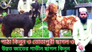 পাঠা কিনুন তোতাপুরী ছাগল বড় দুধের ছাগল কিনুন পাবনা মহিবুল ভাইয়ের ফার্ম থেকে 🥰 [upl. by Renraw171]