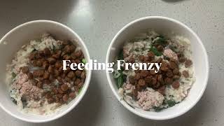 Feed Frenzy Epic Mealtime Moments My Dogs Vs Delicious Dish [upl. by Genna]