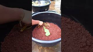 How to plant a lotus tuber [upl. by Anisah49]