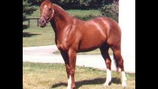 SECRETARIAT  The Immortal [upl. by Leann460]