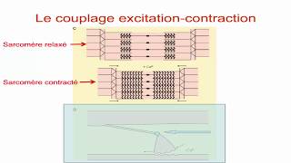 Le Couplage excitation contraction [upl. by Yecnay]