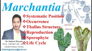 Marchantia Life Cycle Systematic Position Occurrence Reproduction Thallus Structure Sporophyte [upl. by Frank]