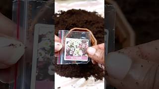 How to grow Alyssum from seeds gardening alyssum flower winterflower shorts [upl. by Nemraciram]