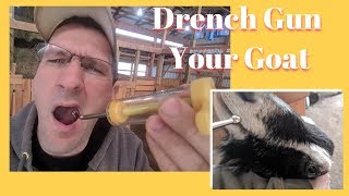 How to Drench medications to a Goat  2018 [upl. by Jovi65]