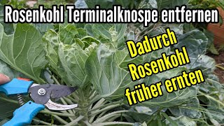 Rosenkohl kappen  Terminalknospe entfernen beim Rosenkohl im September [upl. by Inama830]