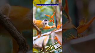 Central American squirrel monkey I Nook for Wildlife [upl. by Enoj]