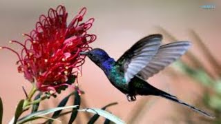 Hummingbirds in Flight  The Amazing Hummingbird Flying Motion in Nature [upl. by Okiek]