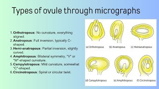 types of ovule  Bsc [upl. by Nagey]