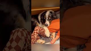 cat dog dogs cut cute love lovecats lovedogs funny virla viralvideo foryou foryoupage [upl. by Edea]