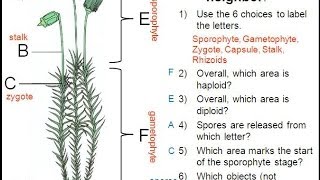 Moss Life Cycle [upl. by Casabonne]