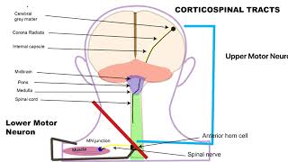 Corticospinal tract pathway animation [upl. by Nairrod]