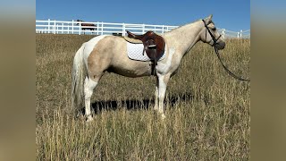 “Beau” 2021 Chincoteague Pony [upl. by Ahseniuq24]