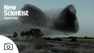 Watch mesmerising footage of starling murmurations from around Europe [upl. by Aneelahs]