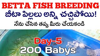 Betta Fish Breeding  Betta Breeding Series  Day5  How to Breed Betta Fish in Telugu  Breeding [upl. by Hertzog369]