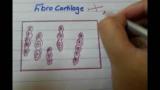 Fibrocartilage histo diagram  histology of fibrocartilage [upl. by Liew28]