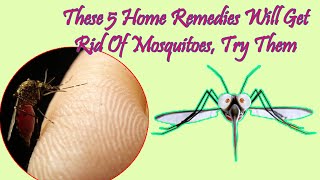 These 5 Home Remedies Will Get Rid Of Mosquitoes Try Them  Shorts [upl. by Ailgna]