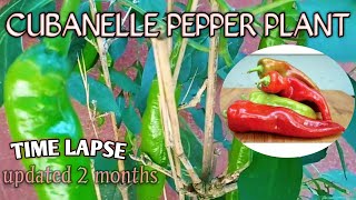 time lapse cubanelle sweet peppercubanelle pepper plantscubanelle pepper plants growingBodo [upl. by Aikam195]