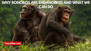 Why Bonobos Are Endangered and What We Can Do [upl. by Demeter]