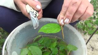 🌱Зелёное черенкование Green cuttings [upl. by Howey634]