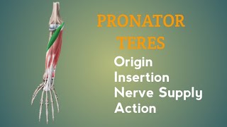 Pronator Teres Muscle  Origin  Insertion  Nerve Supply  Action  by Physiotrav [upl. by Britni]