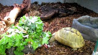 Animal of the Week  Golden Greek Tortoise [upl. by Kloman]