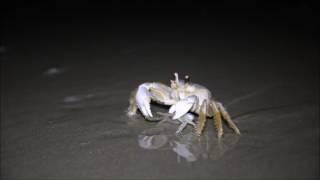 Ghost Crab eating a lady crab [upl. by Rayle]