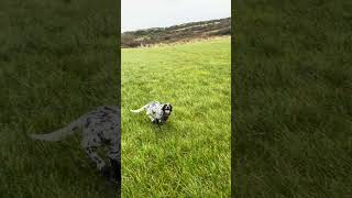 Young English Setter [upl. by Reinhardt440]