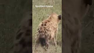 Striped Hyena  National Animal Of Lebanon  Striped Hyena Vs Spotted Hyena [upl. by Fons]