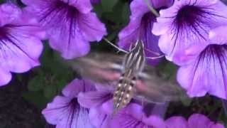 Hummingbird Hawk Moth [upl. by Stearn]